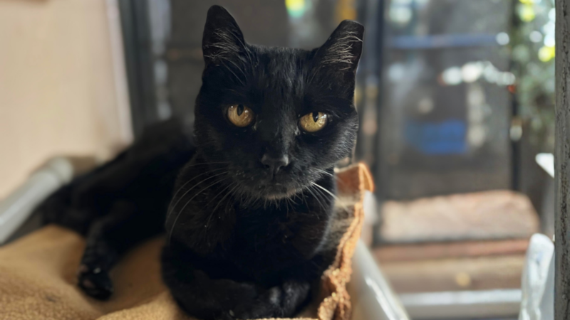 Pet of the Week: Black Betty